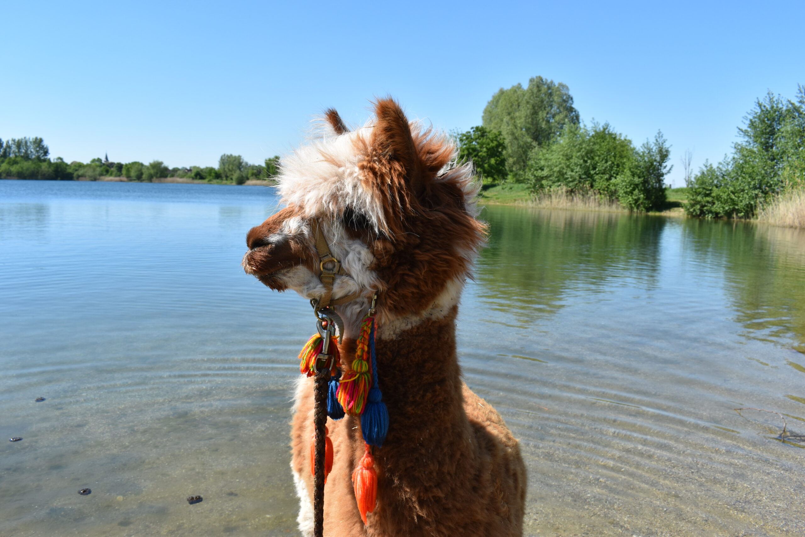 K3 Auf Tuchf hlung mit Lamas und Alpakas Tour 1